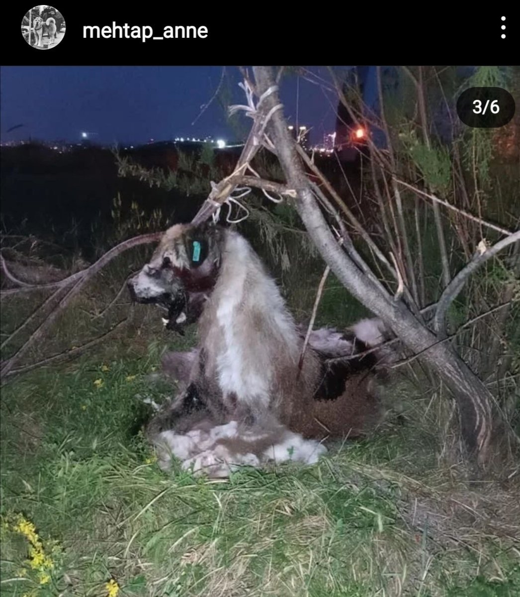 Ankara'da asılarak öldürülen köpek.
Devlet nerede, muhalefet nerede?
#HayvanHaklarıAnayasaya