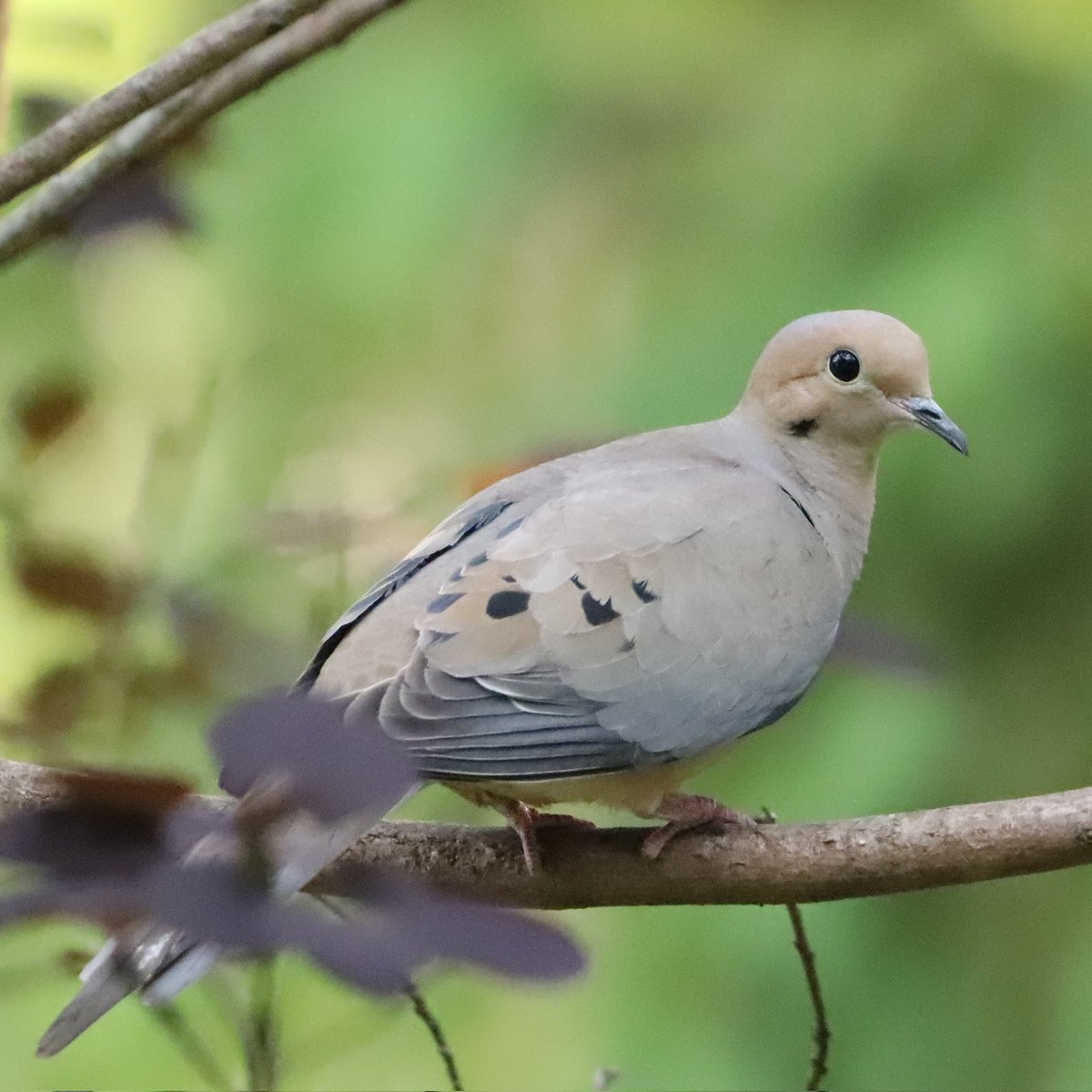 Happy Sunday from our bird world to yours!
#happysunday #birdworld #mourningdoves #mourningdove #doves #dove #birding #ohiobirdworld #birdwatchers #ohiobirdlovers #birdlovers #birdwatching #birdwatchers #birdwatchersdaily