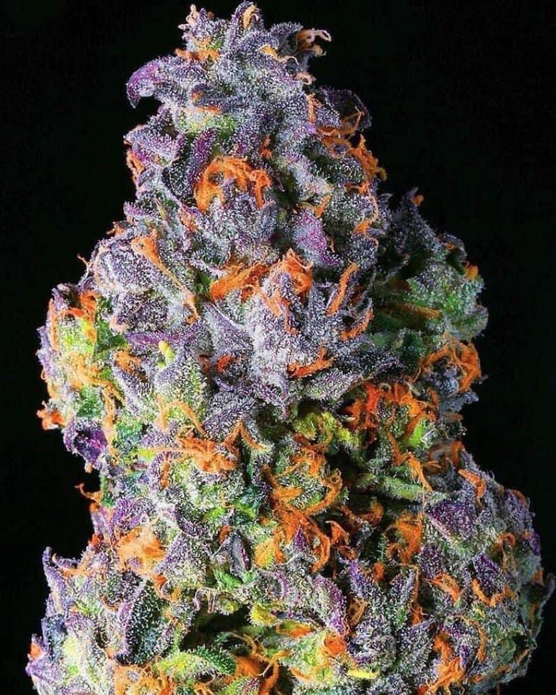 Bud_Box_'s tweet photo. What would you name this ?

https://t.co/4F7ArbRurB https://t.co/XHoaWDyo4d