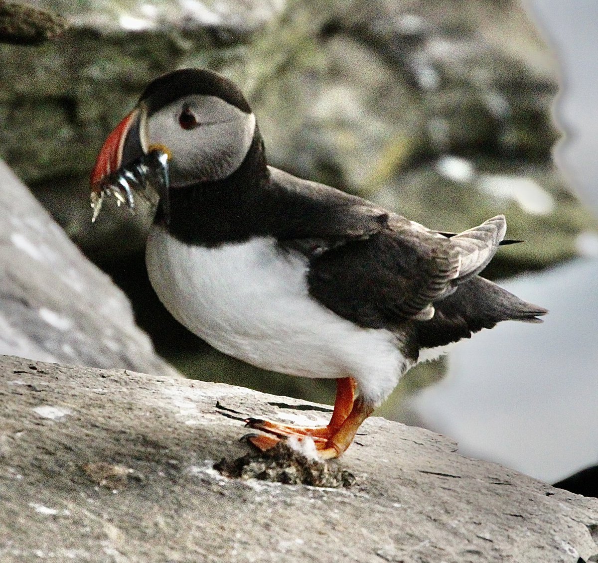 Wild camping last night with only the puffins for company 🐧❤️