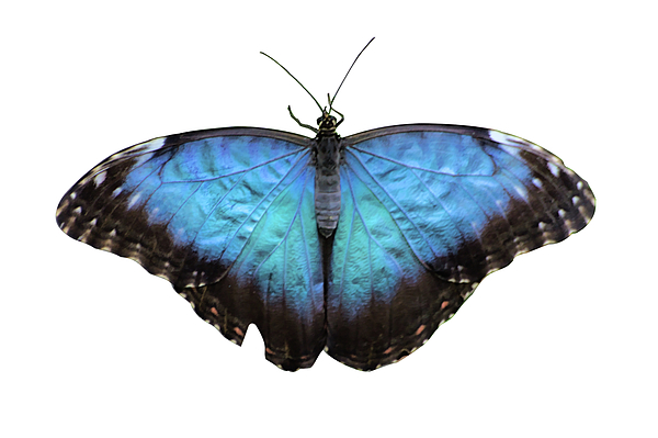 JHaydenPhotos's tweet photo. New artwork for sale! - "Blue Winged Butterfly" - https://t.co/BIT5OLE99D @fineartamerica https://t.co/BCq7V8nn5h