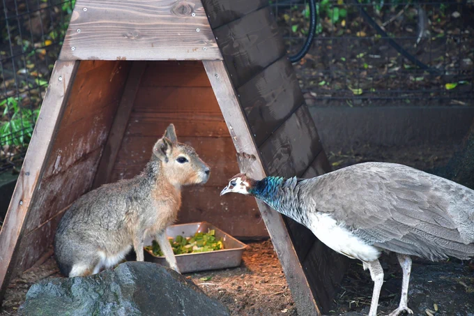 マーラVSクジャク #伊豆シャボテン動物公園