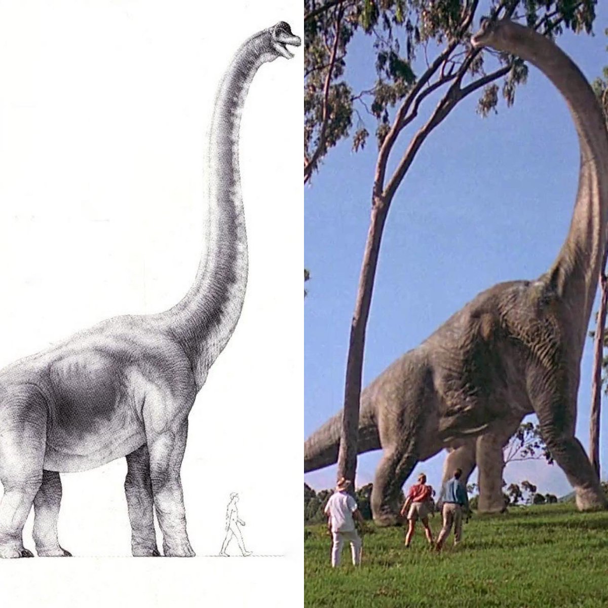thejurassicmag's tweet photo. Happy 30th anniversary, Jurassic Park! 

#JurassicWorldDominion #dinosaurs #paleoart #jurassic #animals #nature #dino #dinosaur #fossil #paleontology #paleontologist #jurassicpark #jurassicworld #Tyrannosaurus #TyrannosaurusRex #Trex #Rex #Rexy #Giganotosaurus #Giga 

🦖❤️🦕 https://t.co/6xCTAqV3dT