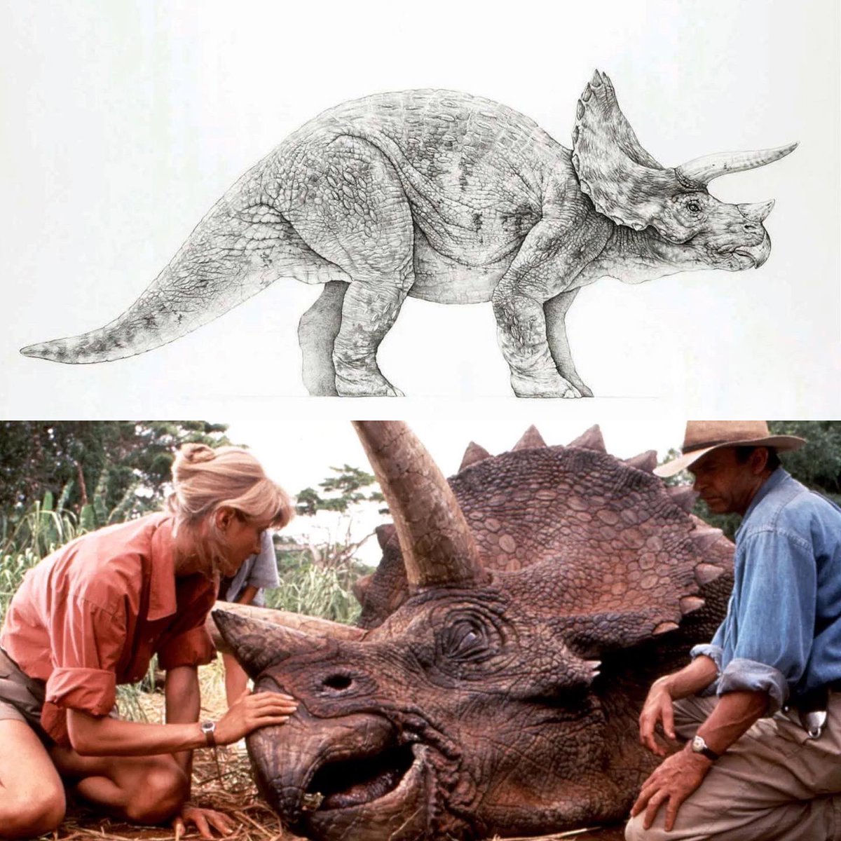 thejurassicmag's tweet photo. Happy 30th anniversary, Jurassic Park! 

#JurassicWorldDominion #dinosaurs #paleoart #jurassic #animals #nature #dino #dinosaur #fossil #paleontology #paleontologist #jurassicpark #jurassicworld #Tyrannosaurus #TyrannosaurusRex #Trex #Rex #Rexy #Giganotosaurus #Giga 

🦖❤️🦕 https://t.co/6xCTAqV3dT