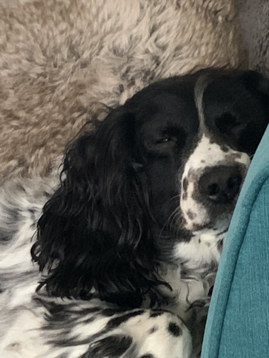 dizzywizzy's tweet image. Have been loving the sunshine and walks. Today a bit to hot for my furbaby.