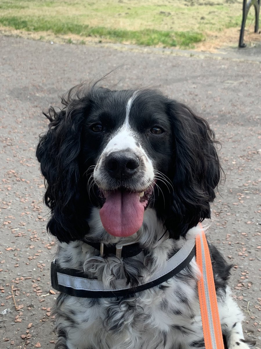 dizzywizzy's tweet image. Have been loving the sunshine and walks. Today a bit to hot for my furbaby.