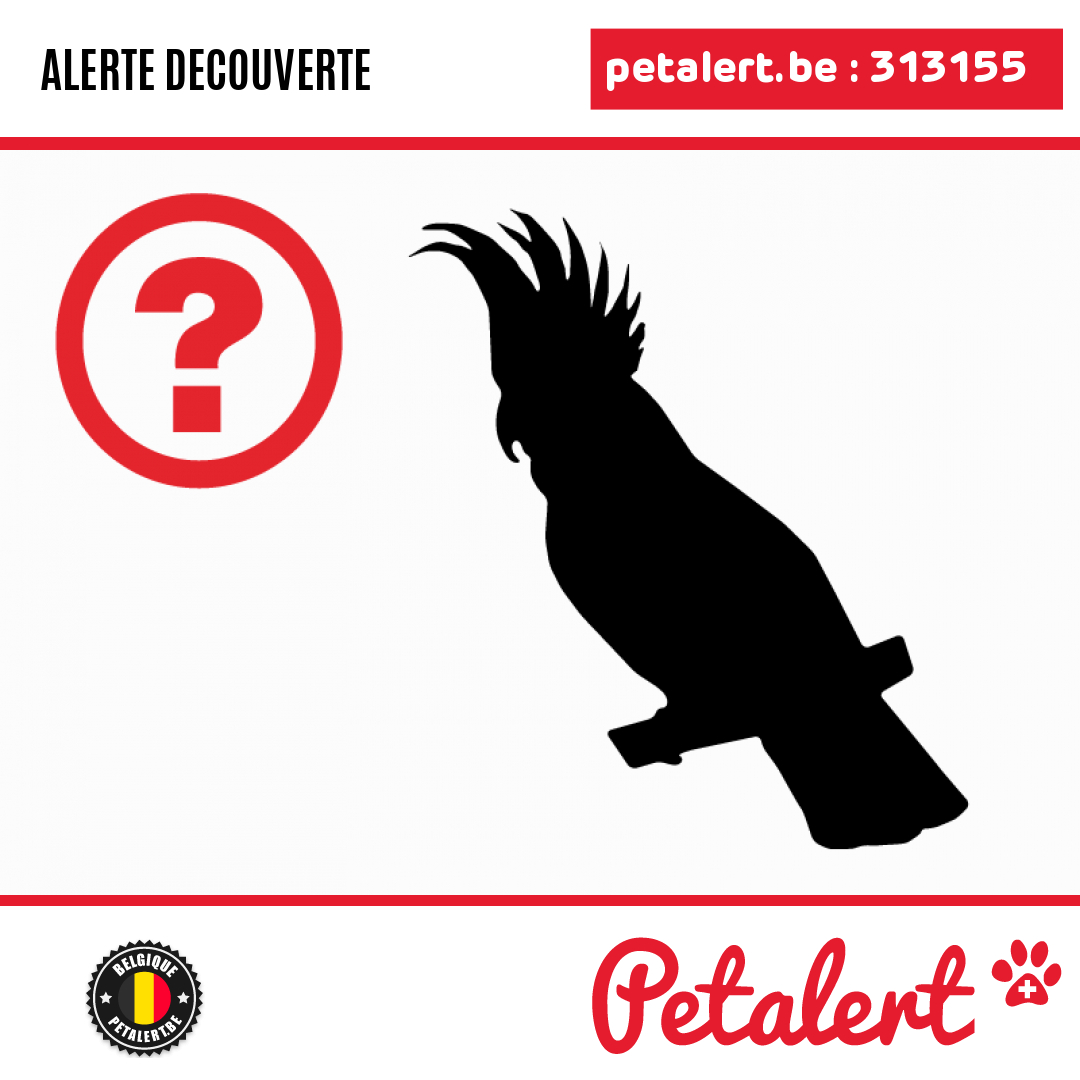 petalert_be's tweet photo. Trouvé #Oiseau #Bruxelles #MolenbeekSaintJean #Petalert  #PetAlertBRU / https://t.co/4FT4eBagDT https://t.co/xvvAEq3cTT