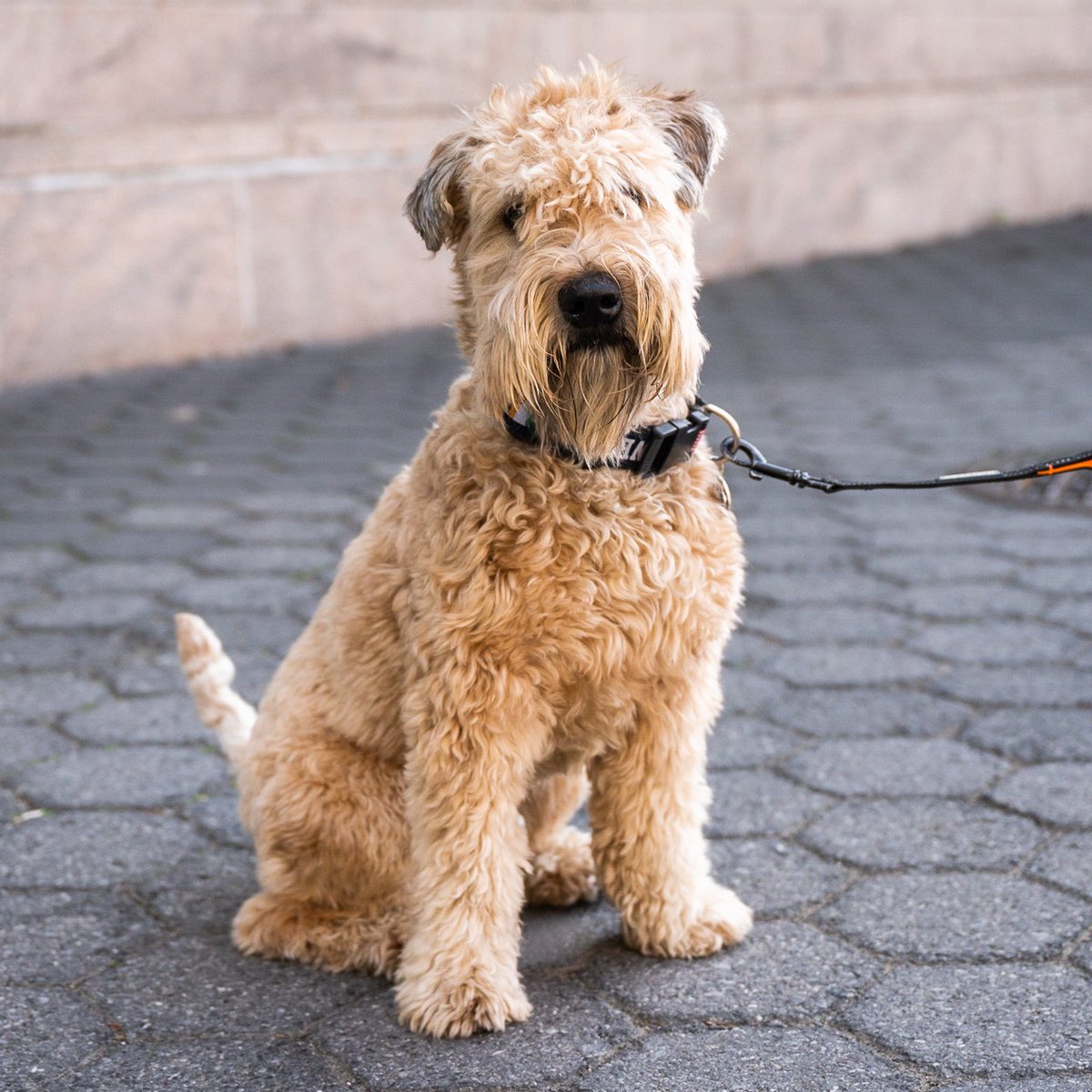 thedogist's tweet photo. Hamilton, Wheaten Terrier (3 y/o), Battery Park City Esplanade, New York, NY • “He gets anxious around delivery men and anyone in a helmet.” https://t.co/pqHOBhbsd4