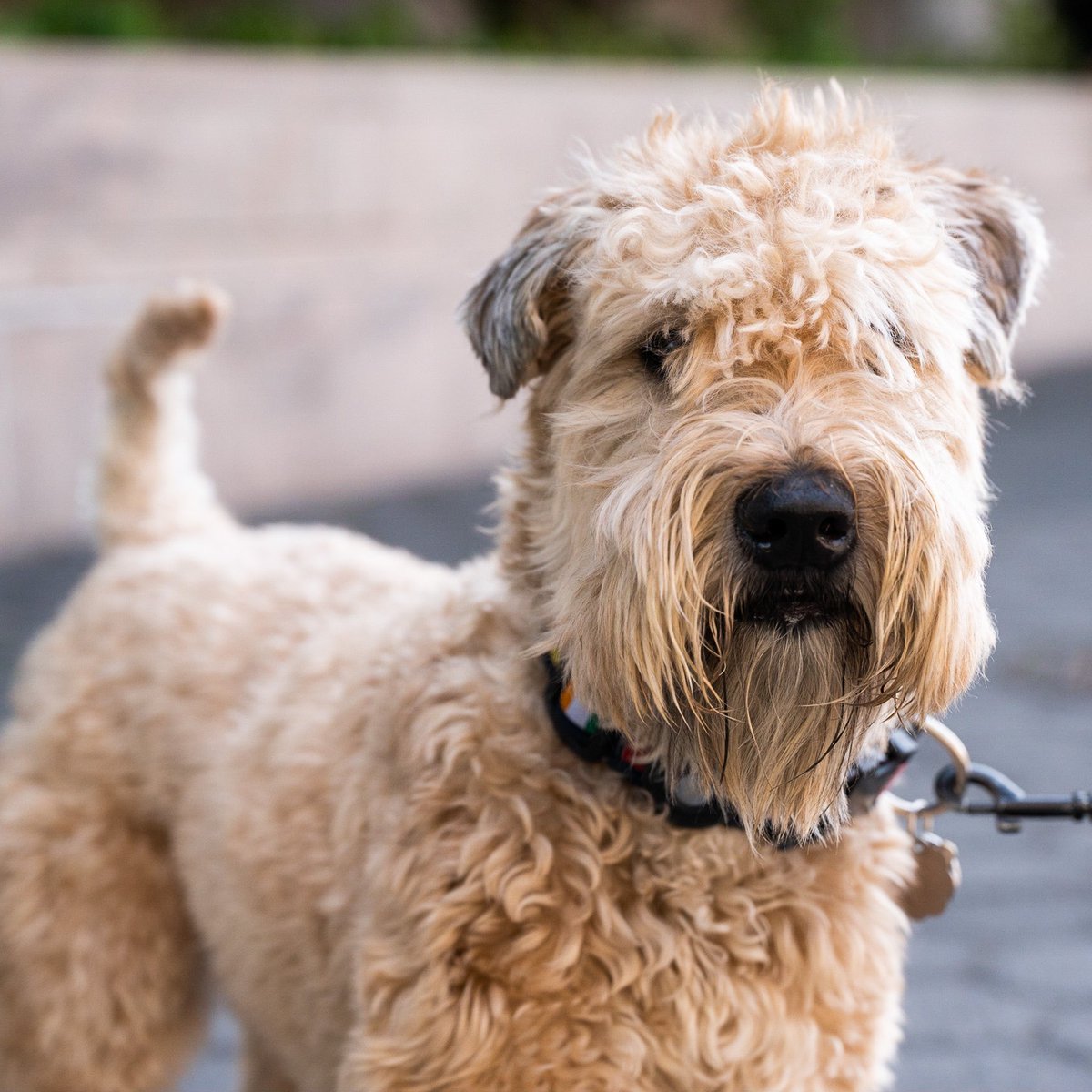 thedogist's tweet photo. Hamilton, Wheaten Terrier (3 y/o), Battery Park City Esplanade, New York, NY • “He gets anxious around delivery men and anyone in a helmet.” https://t.co/pqHOBhbsd4