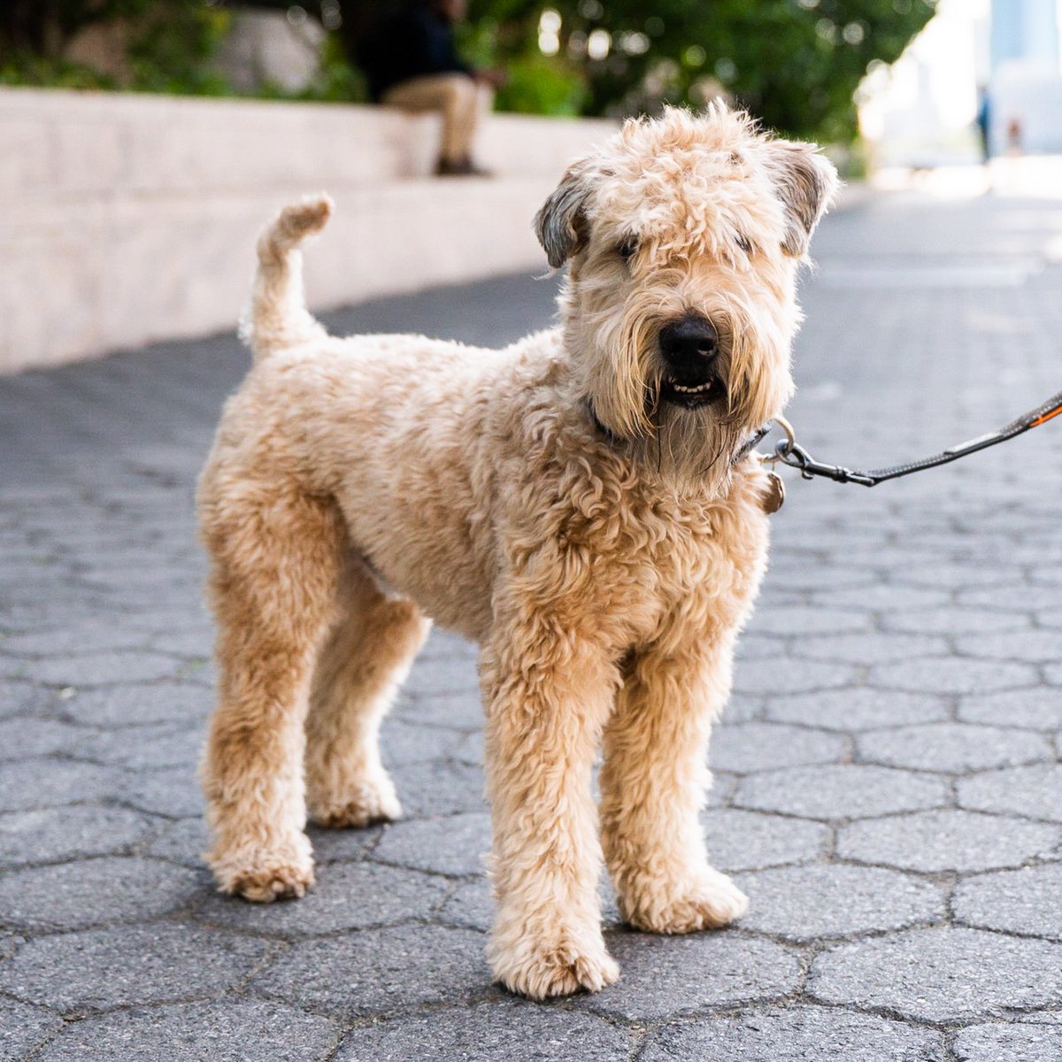 thedogist's tweet photo. Hamilton, Wheaten Terrier (3 y/o), Battery Park City Esplanade, New York, NY • “He gets anxious around delivery men and anyone in a helmet.” https://t.co/pqHOBhbsd4