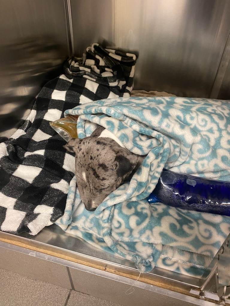 One of our fosters had a very scary incident on the trail yesterday that we want to share with you all. Our foster puppy Prada was attacked by an off-leash dog. The dog came out of nowhere, ran up to Prada, grabbed onto her and shook her....continued here
m.facebook.com/story.php?stor…