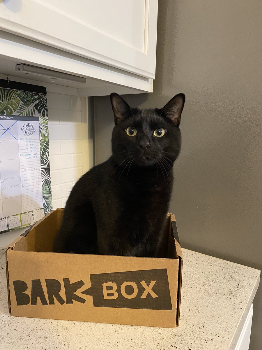 Moon says if it fits, I sits 😂 <a href="/barkbox/">BarkBox</a> <a href="/plantdad/">eden 🌙</a> #ifitfitsisits #CatsOfTwitter