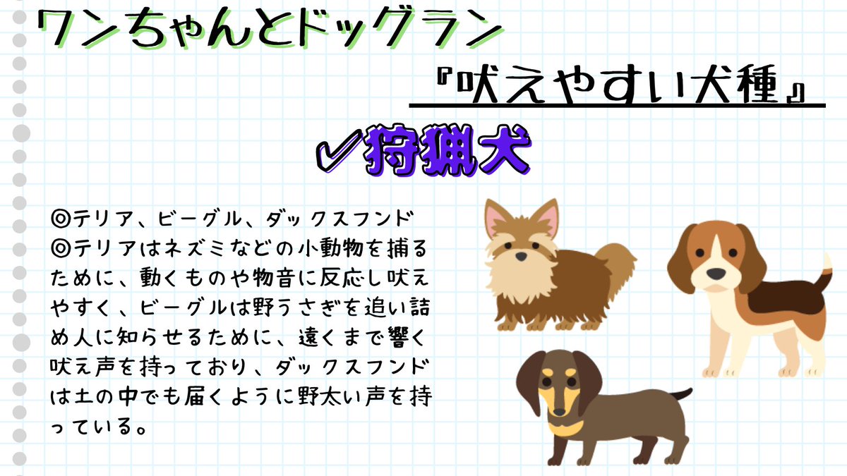mochimaruza2ga9's tweet photo. ワンちゃんと吠える理由2⃣

⚫️吠えやすい犬種

✅愛玩犬：パピヨン、ポメラニアン、チワワ

✅遊牧犬：ボーダー・コリー、コーギー

✅狩猟犬：テリア、ビーグル、ダックスフンド

✅日本犬：柴犬など

#犬好きさんと繋がりがりたい #犬のいる暮らし #犬のいる生活 #犬好き #犬 #吠える https://t.co/mrkfcqWdv3