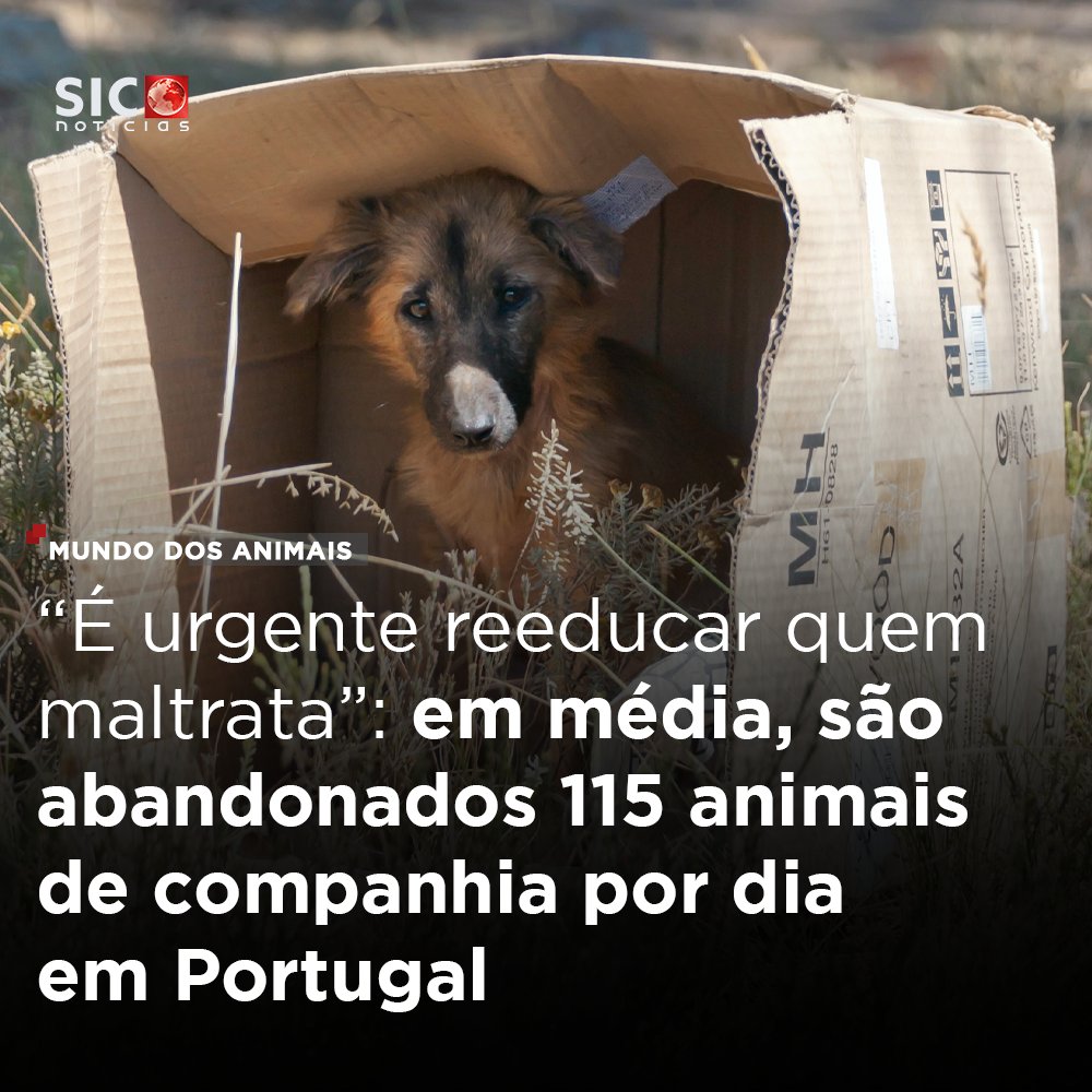 Só no ano passado, os canis foram buscar à rua quase 42 mil animais de companhia. É uma média de 115 animais por dia. Há centros que estão há anos no limite da capacidade: bit.ly/3J3gDqL