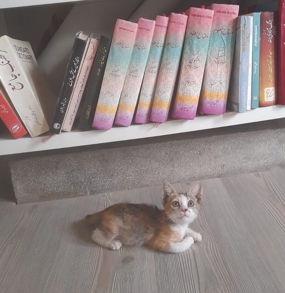 AU_Qasmi's tweet photo. Seeking a loving home for this resilient 6-week old kitten! Found with fractured legs, she's made an incredible recovery in just a week. One leg is almost healed, the other may remain twisted, but she's already hyperactive and a bundle of purrs and cuddles #CatRescueLahore https://t.co/sQVIm641eP