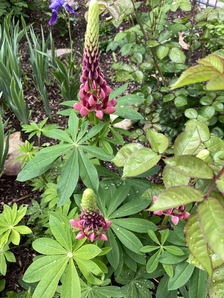 The garden is alive with beauty! #garden #enthusiast