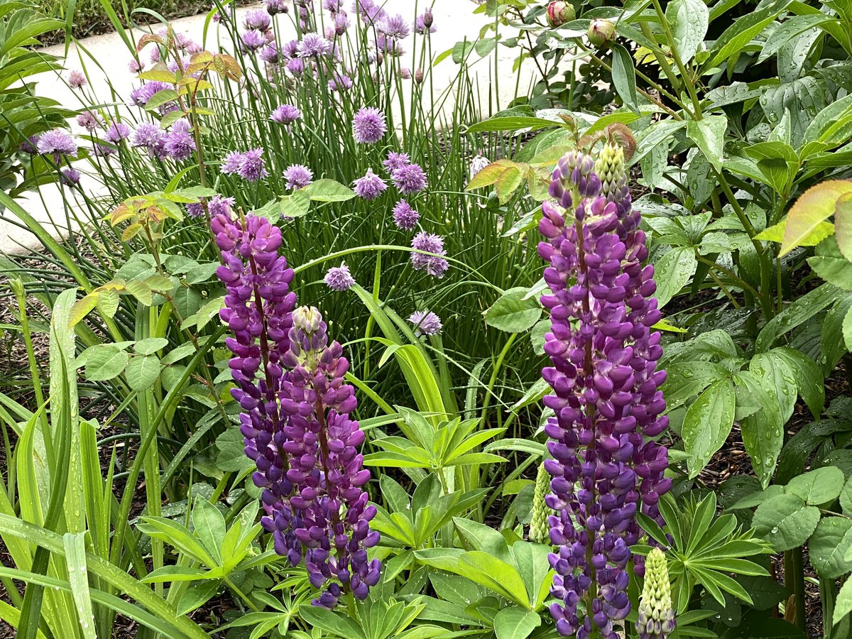 SallieClark's tweet photo. The garden is alive with beauty! #garden #enthusiast https://t.co/Tk1lsJ1nc1