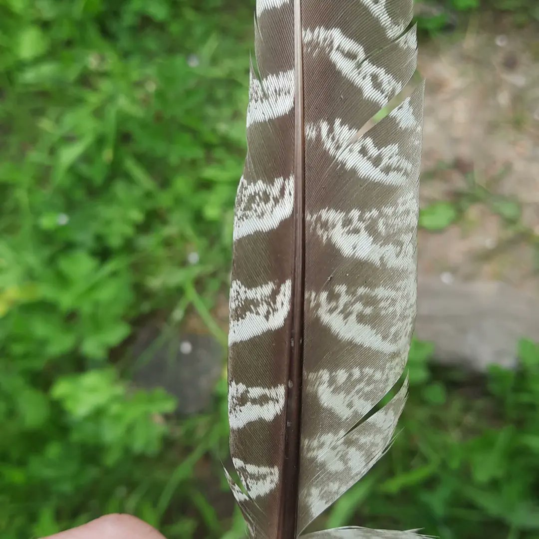 BehaviourNinja's tweet photo. Day 11 of #30dayswild and a short walk to check out the local flora and fauna. Got a nice pic of a tree after a buzzard had flew off😑
#wildlifetrust https://t.co/BH9LeDRfpy