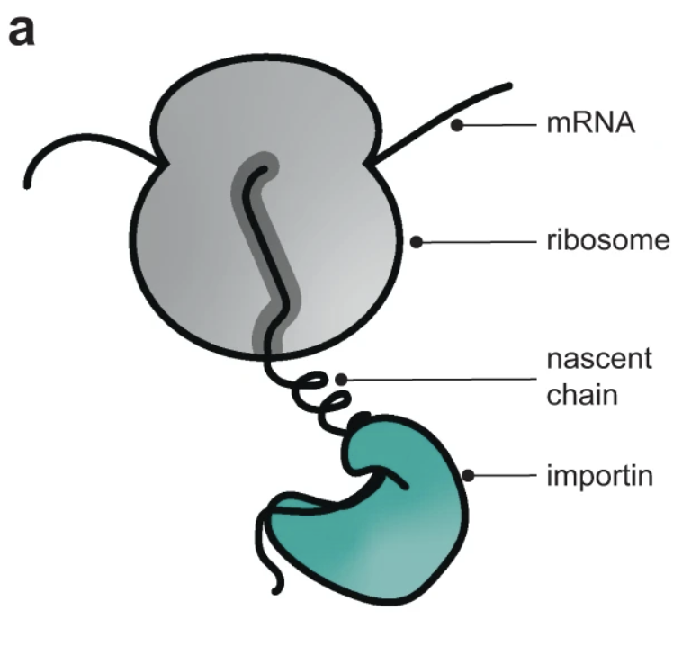 Beck_Laboratory's tweet photo. Work by Max Seidel, @NatalieRomanov, @aobarska and others showing that #Importins bind to nascent nuclear proteins at the exit tunnel of the #ribosome now online @NatureComms. Great collaboration with V Benes @embl. #proteostasis #RNA #nuclearimport @mpibp
https://t.co/q8WOlzcaQ8 https://t.co/qKczkFoOgf