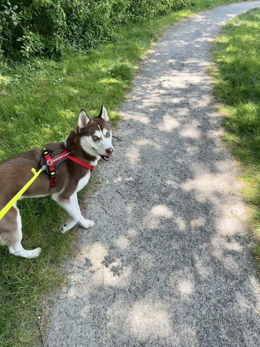 BobbyTooIs's tweet image. Enjoying the weather got inspiration from @3RNO #PrideMonth2023 #Pride2023