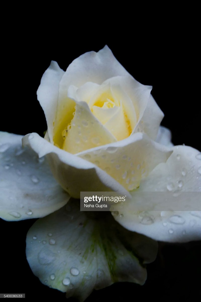 It rained all night #macrophotography #fineartphotography #flowerphotography #photography #gettyimages buff.ly/3oXH3DD