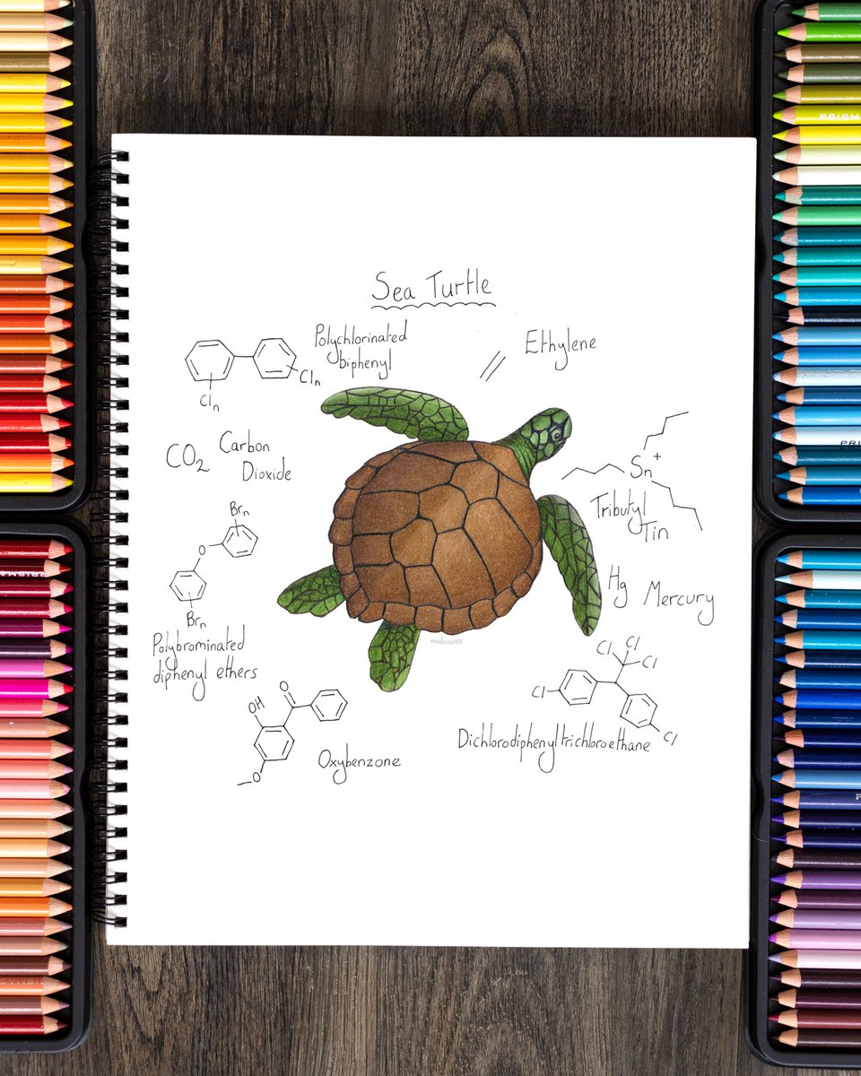 Plan for the next molecule art piece- a turtle created using the molecular structures of environmental pollutants 🐢 

Science credit:
@Nature @NatGeo @WWF @wwf_uk @NGKids @NatureEcoEvo @SciReports 

#scicomm #turtle #naturelover #sciart