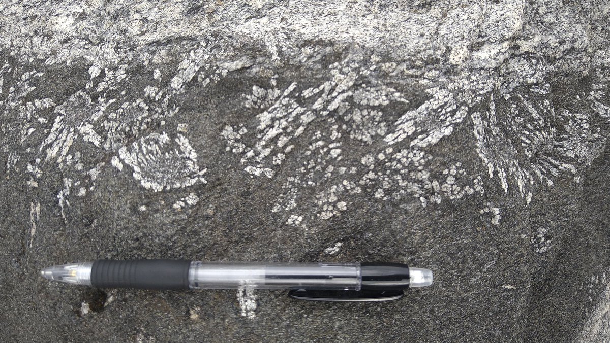 Hugo van Schrojenstein Lantman tweet media