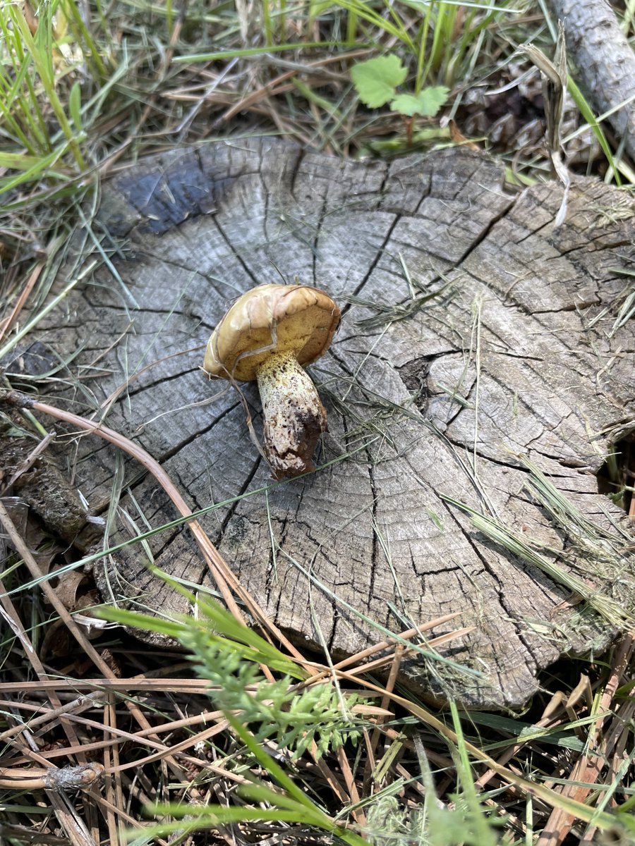 Any idea what species of suillus this is?