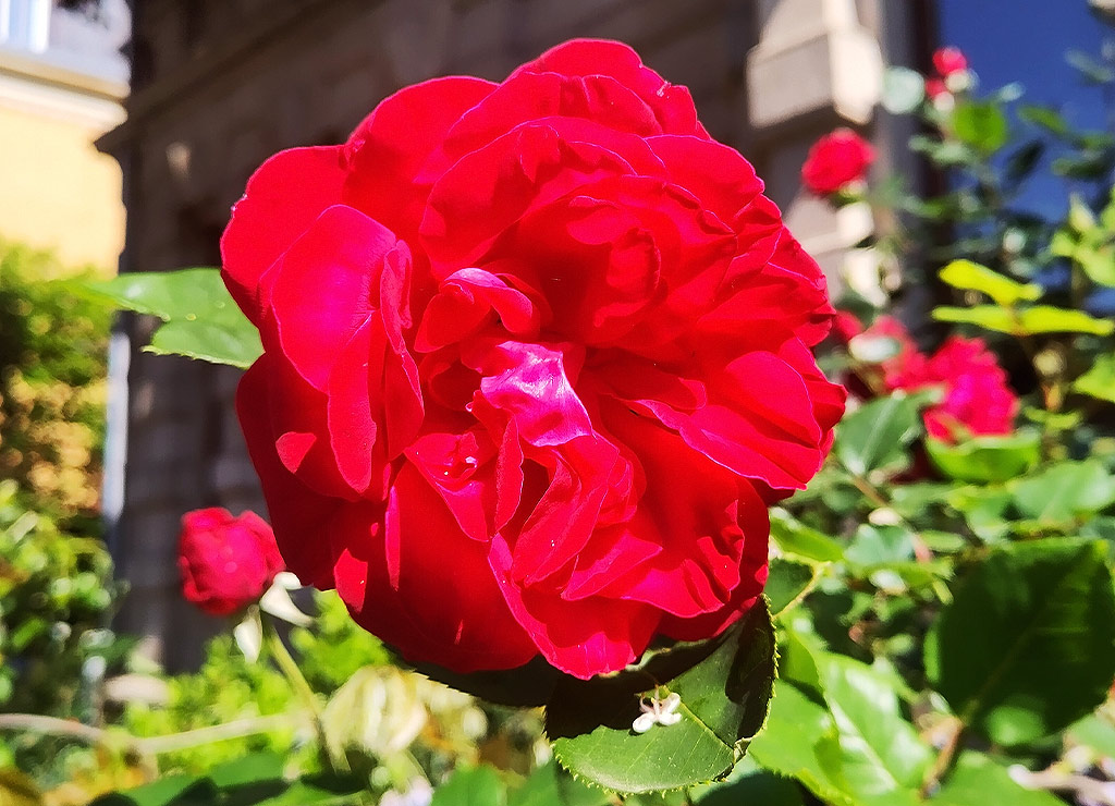 kuriosetage's tweet photo. Guten Morgen, guten Morgen. Schon gewusst? 🌹🌹🌹 Der 12. Juni ist in den USA als Tag der roten Rose (engl. National Red Rose Day) der romantischsten Blume gewidmet. #RedRoseDay #TagderrotenRose #roterosen
https://t.co/HVxxFBe5jQ https://t.co/WxDK4ndrUD