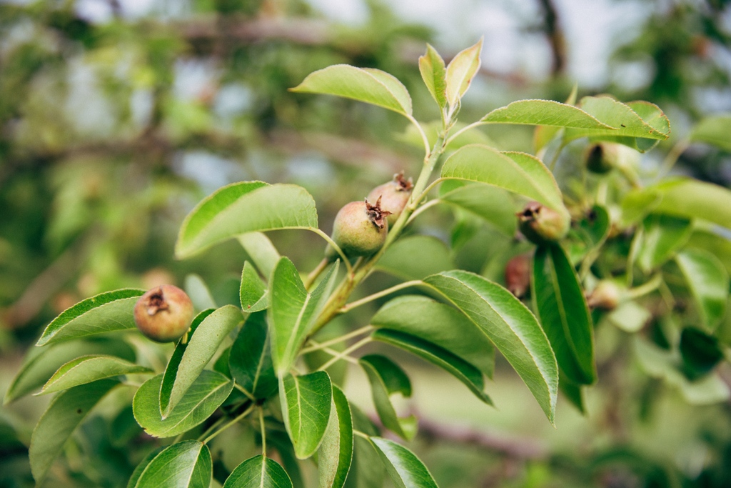 Pear trees progress 🍐🍐🍐🍐 #alpinevillagefarms