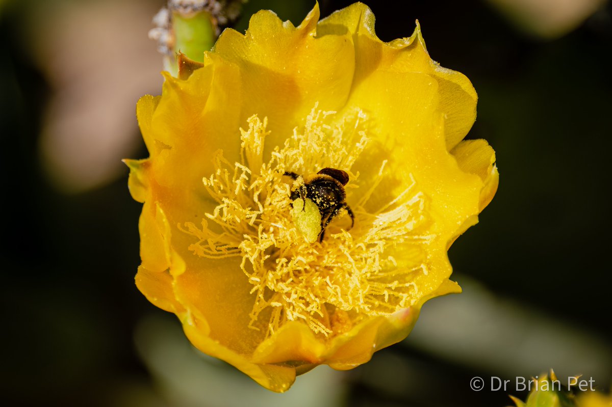 The #bumblebee 
just buried itself
in the center of this
prickly pear #cactus #flower 

It stayed for quite a while
sucking down nectar 

#SundayYellow 
#bee #bees 
#flowers #flowerphotography 
#pollinators