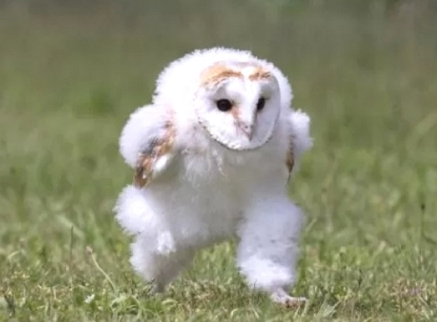 SnowSoel_'s tweet image. 공부하기 싫을 때는...애기 올빼미를 그린다
총총총  ( (🦉
#owl #babyowl #doodle