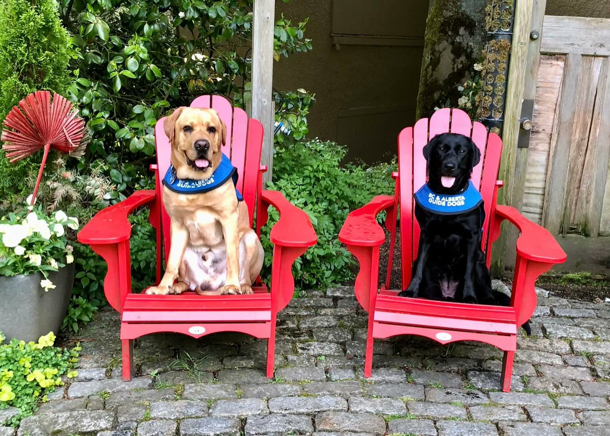 On #SelfieSunday, Rubix and Yera wanted to show you a picture from their Adirondack trip! The two really enjoyed sitting back and taking it all in. 

#dogs #dogsoftwitter #labrador #servicedogs #guidedogs #volunteers