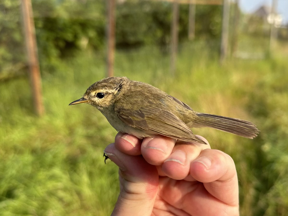 SteveOnHilbre's tweet photo. Lovely misty & still morning @hilbrebirdobs - a late #Chiffchaff (not quite the little June phyllosc I was hoping for🤣), the reappearance of the sum plum (2cy?) #BlackGuillemot and a full moth trap including one of my favourites, the wonderfully camouflaged #Bufftip https://t.co/g9Uv2A7hCR