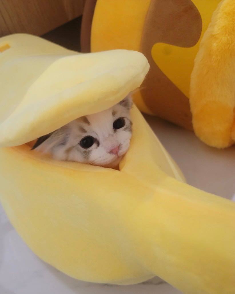 jaemin raises cats, it seems like kucing ngasuh kucinggggg!!!