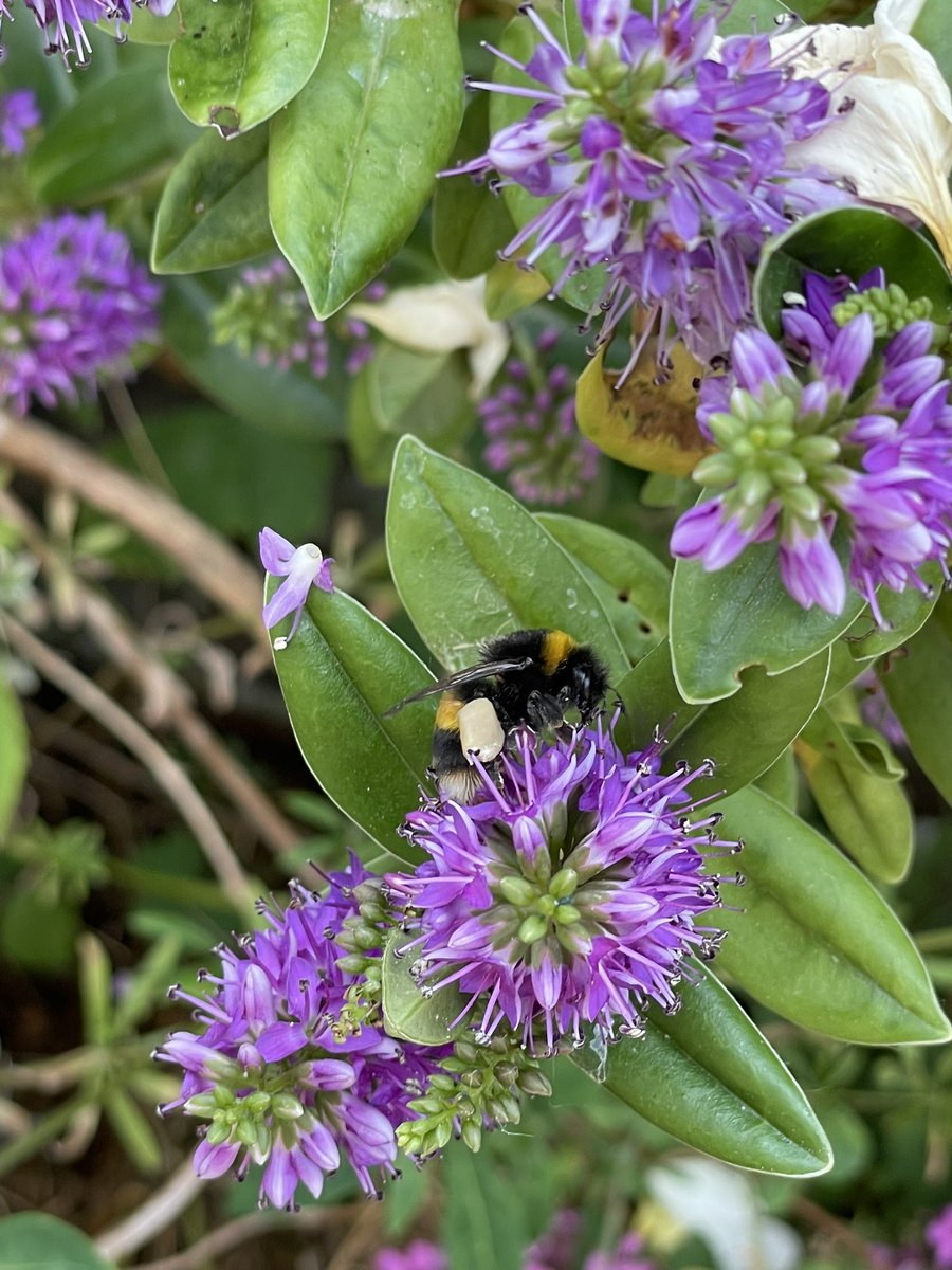 shaunyoung_'s tweet image. I’ve noticed bee numbers in our garden are really down this year, we purposely plant #SeedsForBees to make sure there plenty of choice, alongside leaving our garden pretty wild with dandelions etc, this photo taken today usually there would be another 3/4 bees buzzing around 🐝🤔
