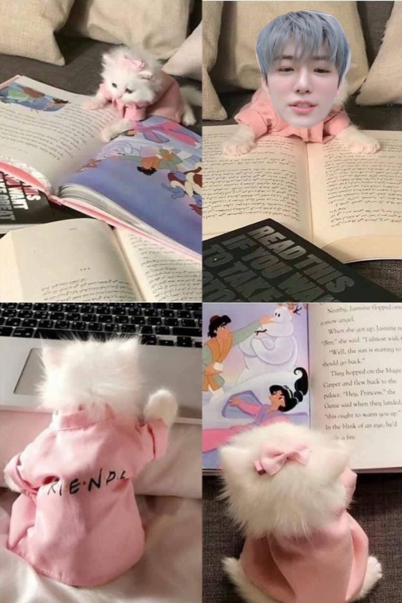 แมว2ขวบอ่านตำราวิธีเลี้ยงแมวเด็ก