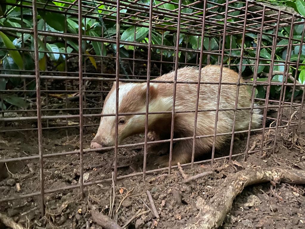 OxonBadgers's tweet photo. All badgers are beautiful and this erythristic one is no exception.

Health checked and vaccinated this weekend.

If you want to support what we do please donate to our rescue and vaccination fund.

https://t.co/YeEKznLbml https://t.co/y1NiWb3tWH