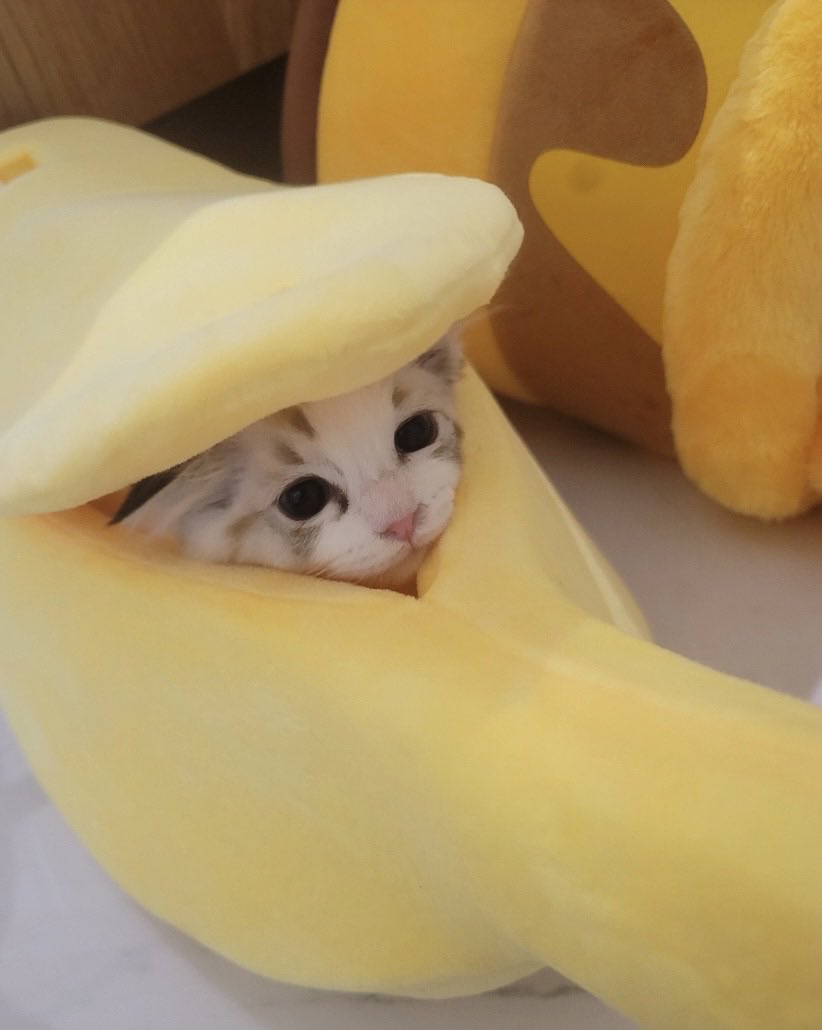 JAEMIN THAILAND | SLOW | tweet media