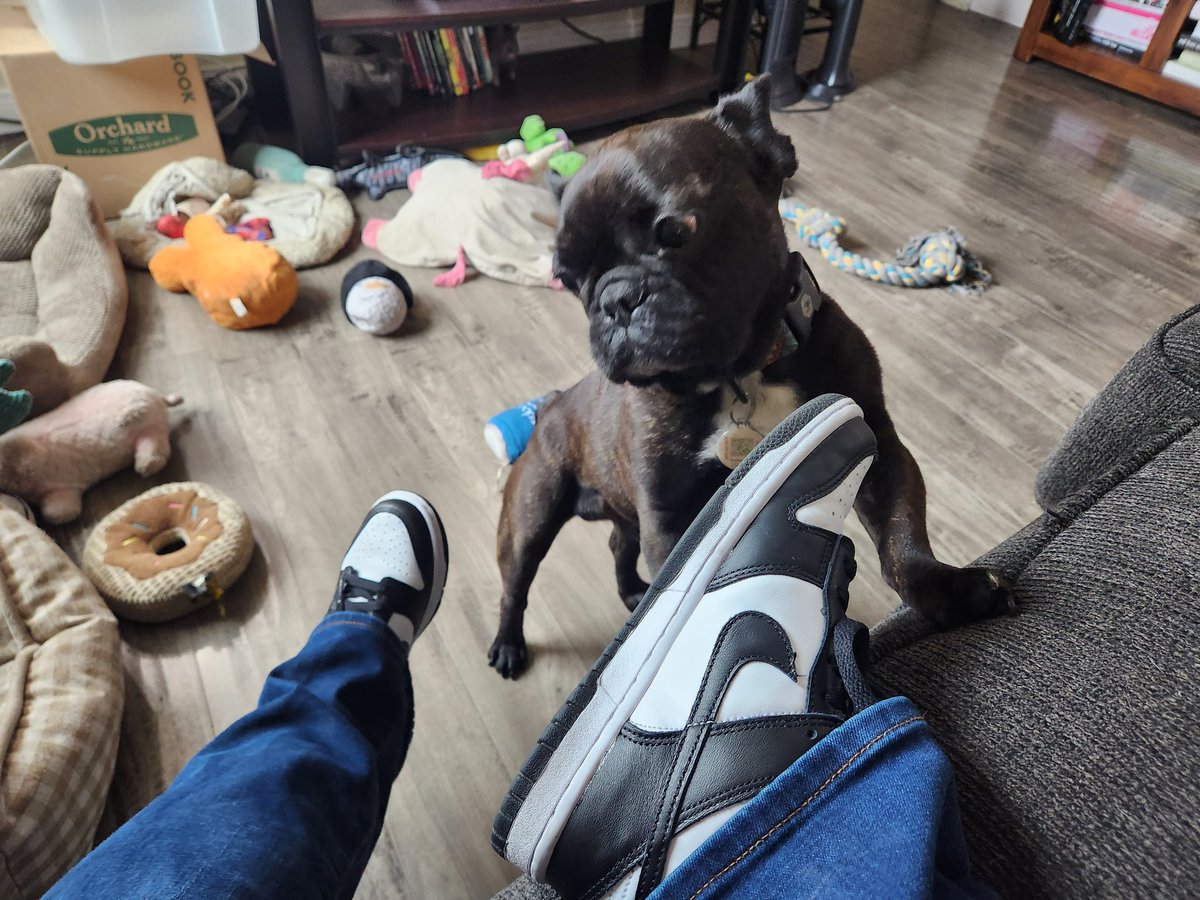 ALMinshall's tweet photo. #TinyKicks AKA Dunc looking at my Dunks https://t.co/QQBjxwmw8c