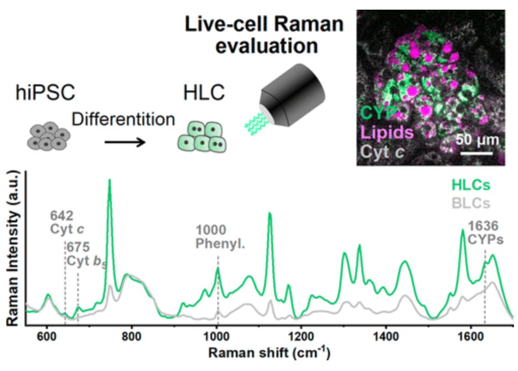 Drs. Menglu Li, @katsfujita & colleagues at @OsakaU_Research and beyond demonstrated that #RamanImaging provides a promising tool for both quality control of hiPSC-derived #hepatocytes and #hepatotoxicity screening.

🔗 @an_chem: bit.ly/45UR0lW