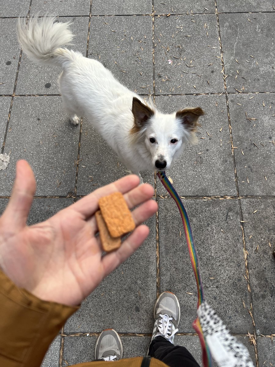 maxxocha's tweet photo. Sin hacer trampa, sube la ultima foto que tengas de tu mascota. 

Killa viendo que su amigo vete me dio galletitas para ella, sin saber que las usaría para entrenarla 😈 https://t.co/CVVXw6Zwht