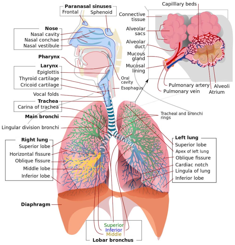 Innov_Medicine's tweet photo. The respiratory system and  disorders
#pulmtwitter #meded #metwitter https://t.co/F8cj2qLEbX