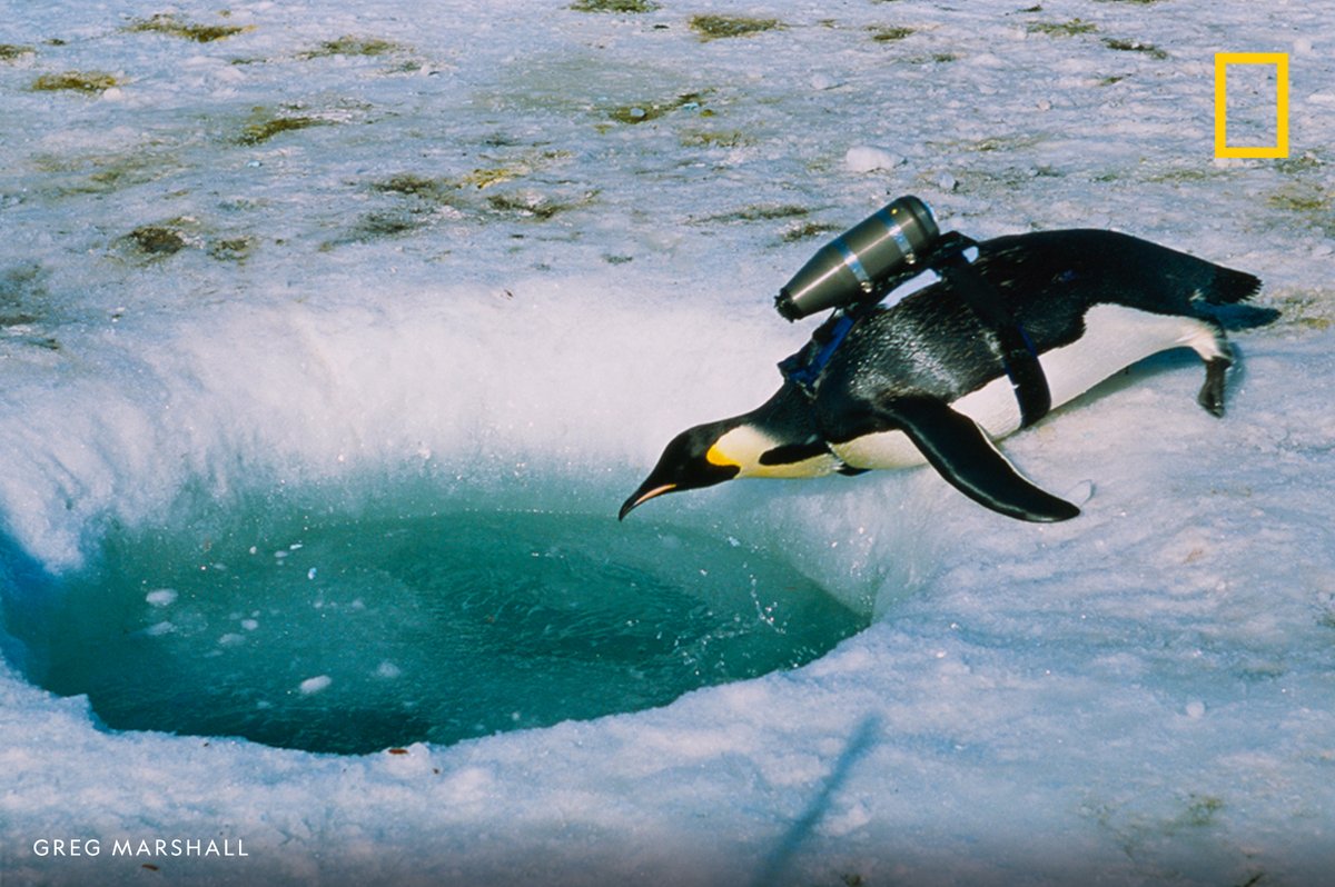 A penguin carries a camera on his back to record environmental data in Antarctica