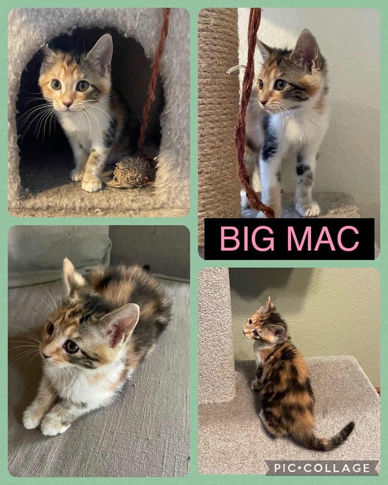 Available.
Big Mac
Medium hair calico female
2.5 months old
Enjoys friendly dogs and other cats
Eats Purina One Kitten
Bonded with sister Quarter Pounder.
shelterluv.com/matchme/adopt/… 
#adoptdontshop #adoptme #kittens #petsmart1184 #rosevilleca