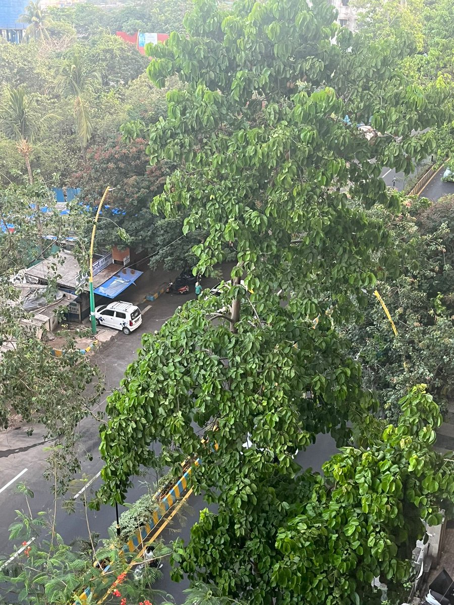MysticalVoyager's tweet photo. @TMCaTweetAway 
Monsoon are on the doorstep and the premonsoon tree grooming is not yet done.
This evening a branch fell down due to heavy winds.  
Life Threatening situation. Location Upvan. #Thane #upvan #premonsoon https://t.co/b78yrPu9d4