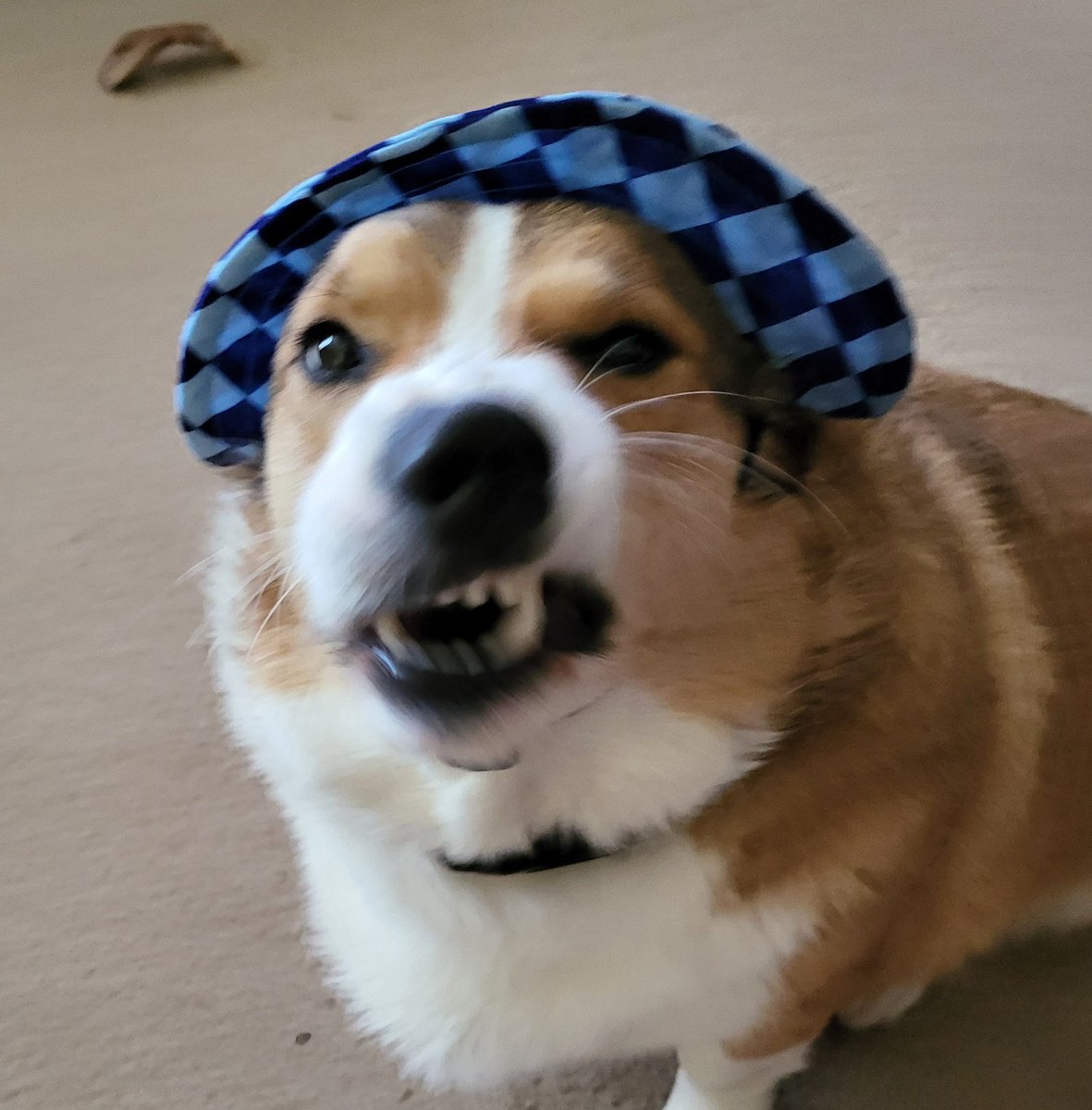 CorgiDuncan's tweet image. I don&apos;t like cute hats Dad! #CorgiCrew #Corgi #dogsoftwitter