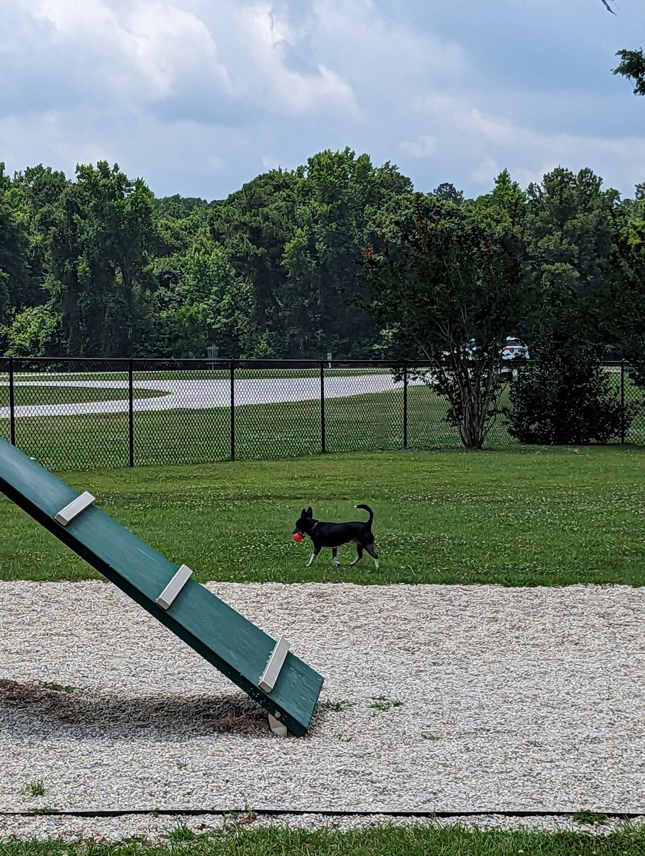 Oreothedog2's tweet photo. Oreo #Campaigns at the local dog park saying, "#Vote cuteness and I'll squeak this toy for America!" https://t.co/DoEQbVd8wB
