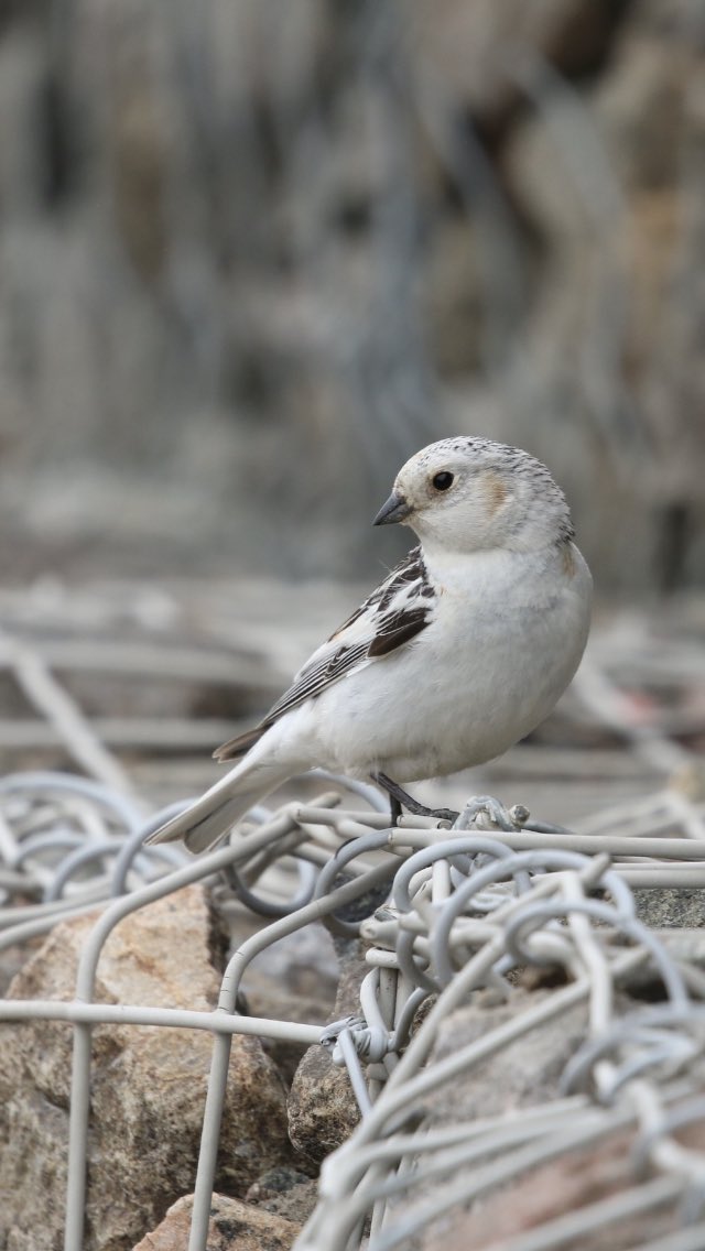 Back in Iqaluit looking for passerine nests this summer. We are focusing on Snow Buntings, but also Northern Wheatears this year! Only 10 days in and we’ve already found 21 bunting nests and 1 wheatear nest, plus a few more of other species! We even have buntings incubating!!