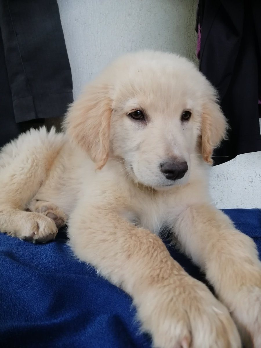 MerveDkbass's tweet photo. Gök gürültüsünden mi korkuyorsunuz? O zaman masanın üstüne çıkın...
#Günakşamda 🐾🐾🐾🐾
#iyiakşamlar 🐕🐕🐕🐕
#gökyereindi ☔☔☔☔
#BulutBey 🧿🧿🧿🧿🧿 https://t.co/ZlnltOaBMH